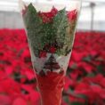 poinsettia-en-bolsa-conica-navidad
