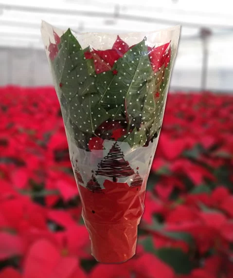 poinsettia-en-bolsa-conica-navidad