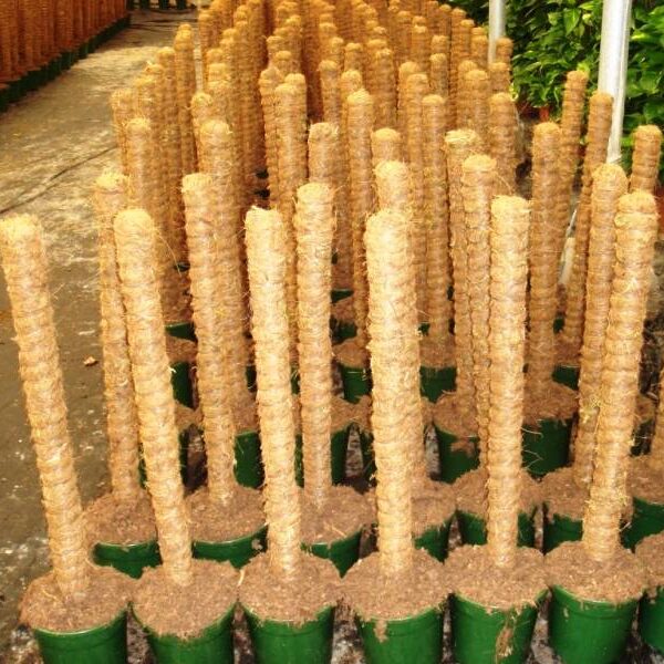 tutores de coco enmacetados tutores de coco enmacetados