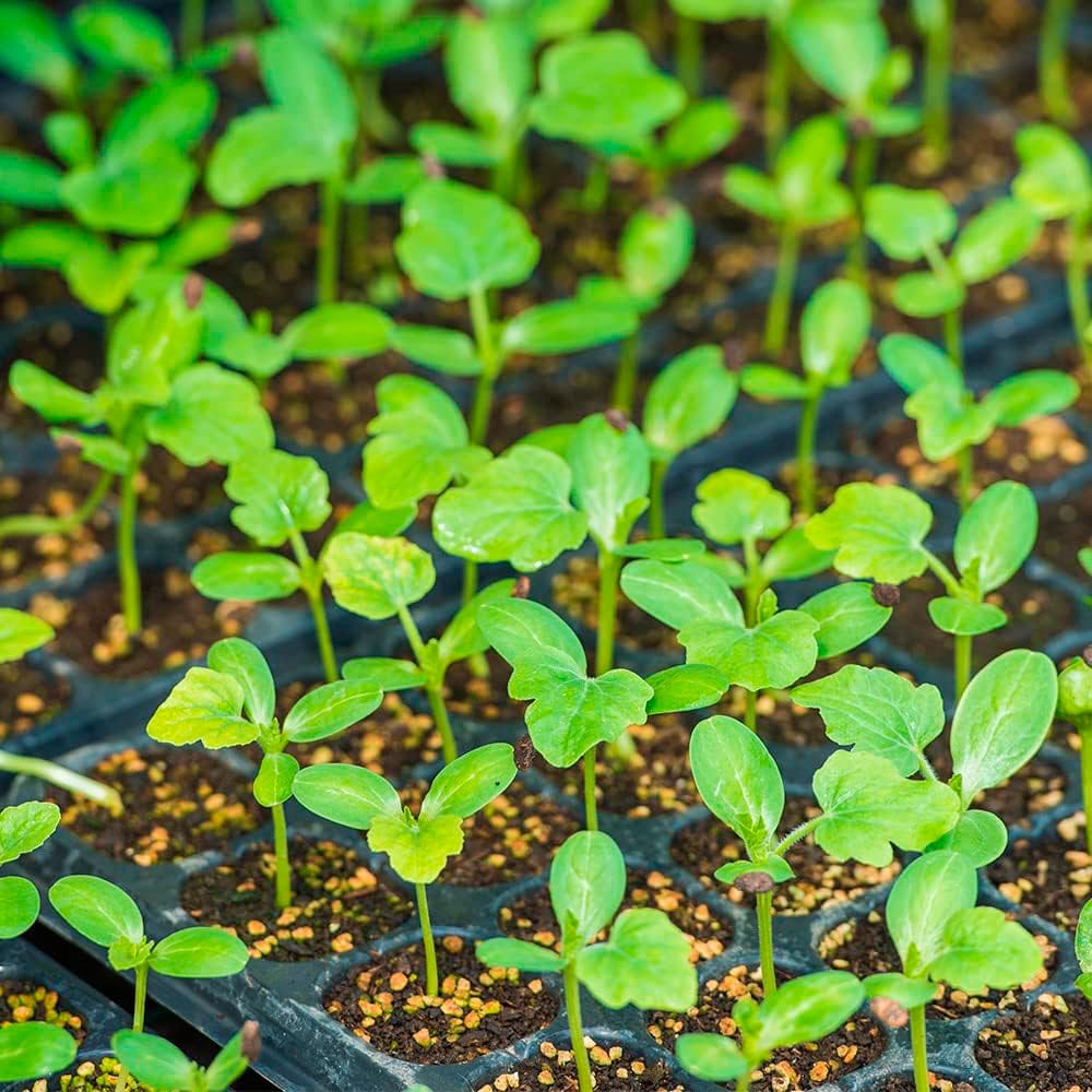Bandejas y Accesorios para Cultivo